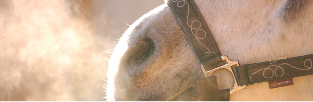 Winter Grooming Guide: Keeping Your Horse Cozy and Clean