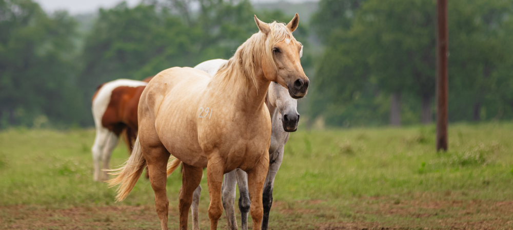 How to improve the health of your horse's coat: Combating equine skin sensitivities