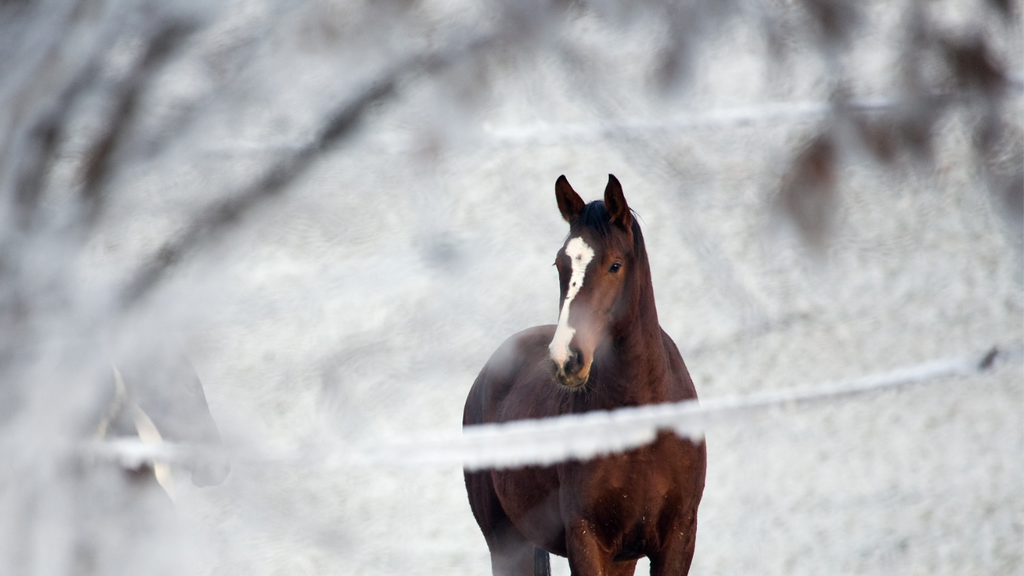 Bracing for Winter: Your Comprehensive Guide to Horse Care in Cold Weather