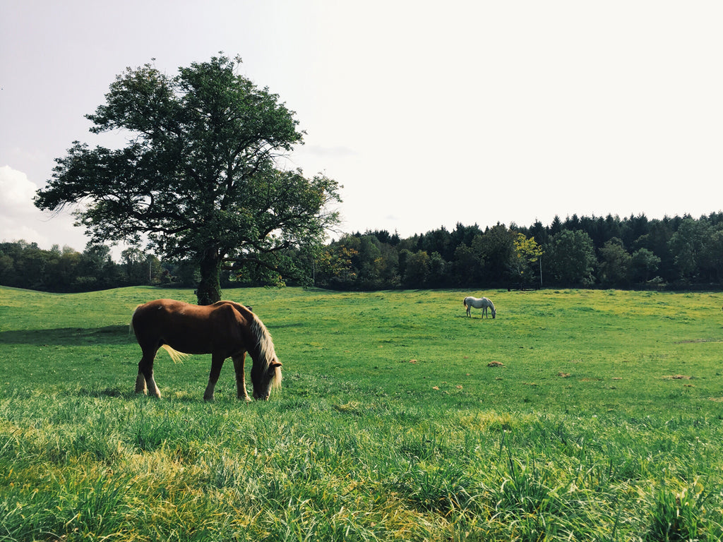 Improving the health of your horse: Is your horse getting the minerals they need?