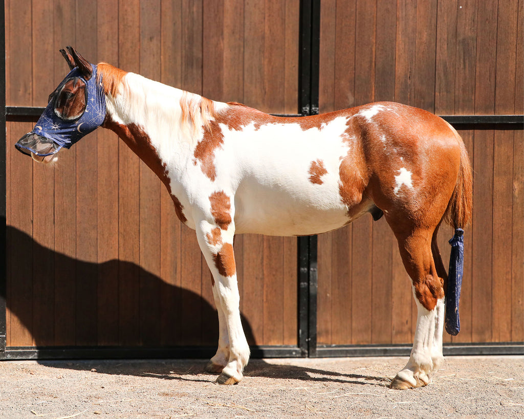 Kool Master Lycra Pull On Fly Mask with Skirt in  Cellestial Star Cowboy Print